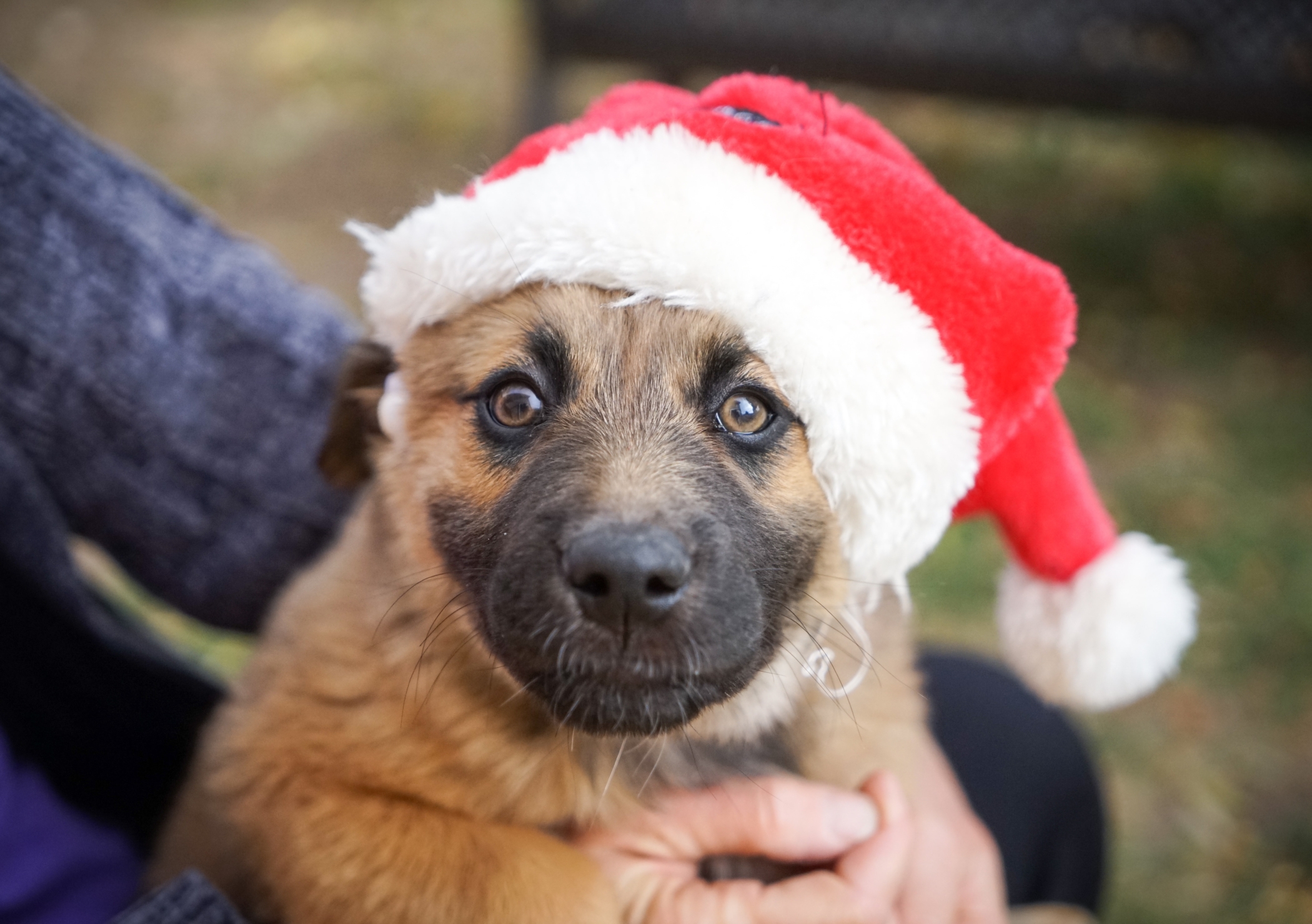 Hoe kom je de feestdagen door met een reactieve hond
