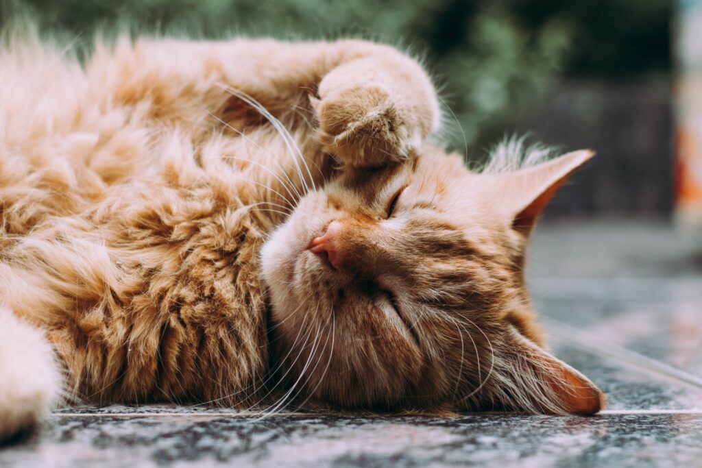 Catfluencer blog Paws in Touch