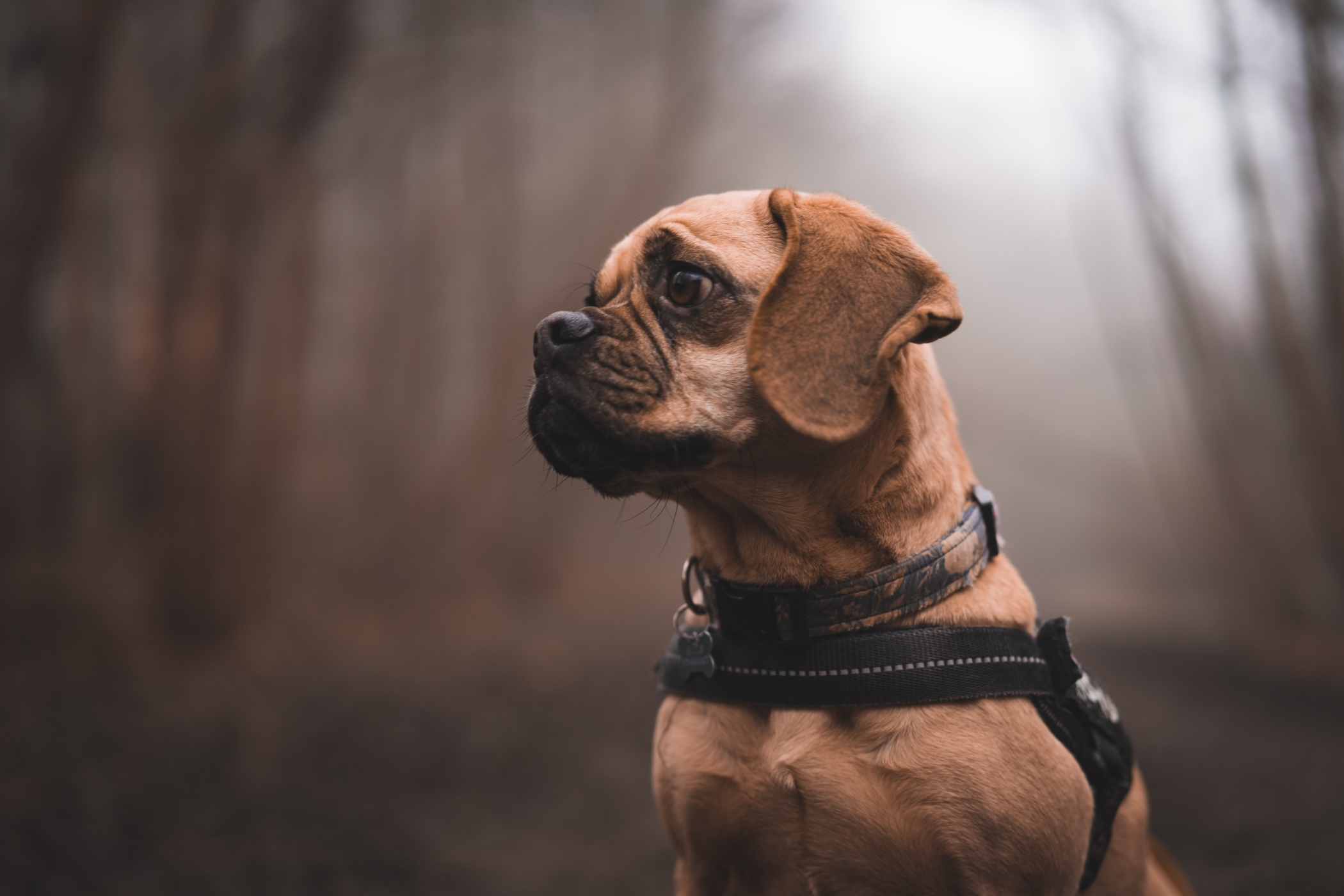 Waarom blaft en trekt je hond aan de lijn