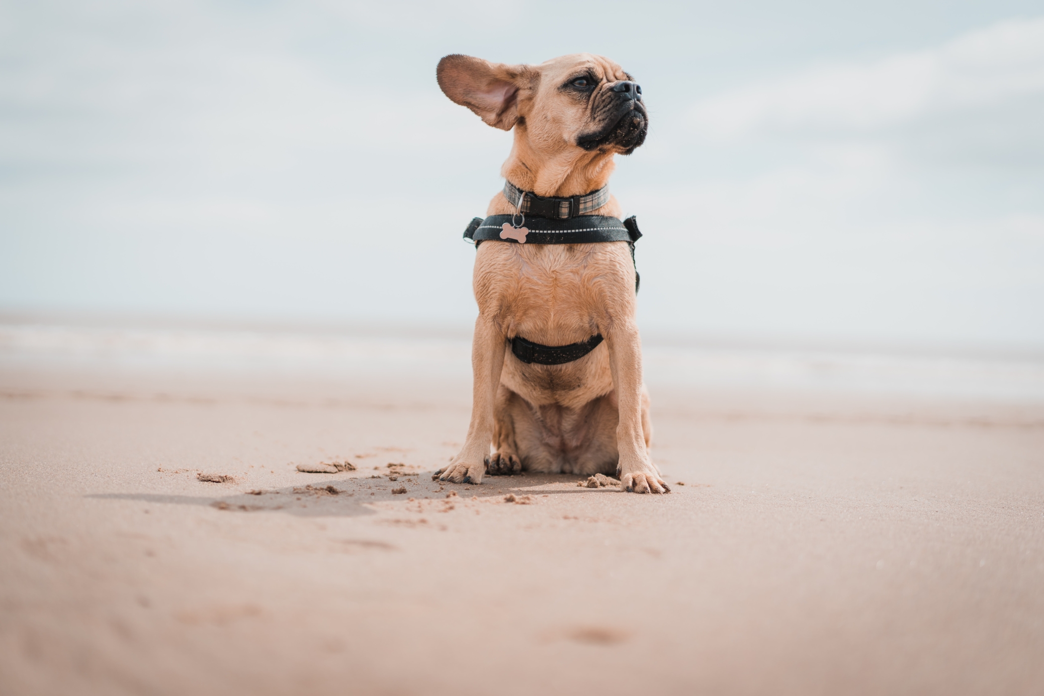 Gedrag en stress bij je hond