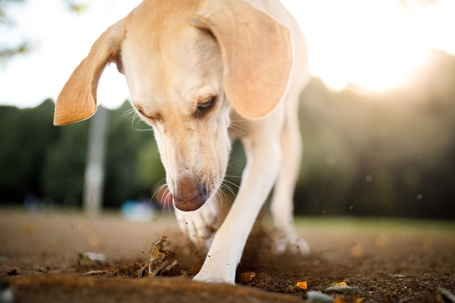 how-and-why-your-dog-digs-1184184054-2000-f0f0c01f2eb74cd3b55f2e02b2a3672e