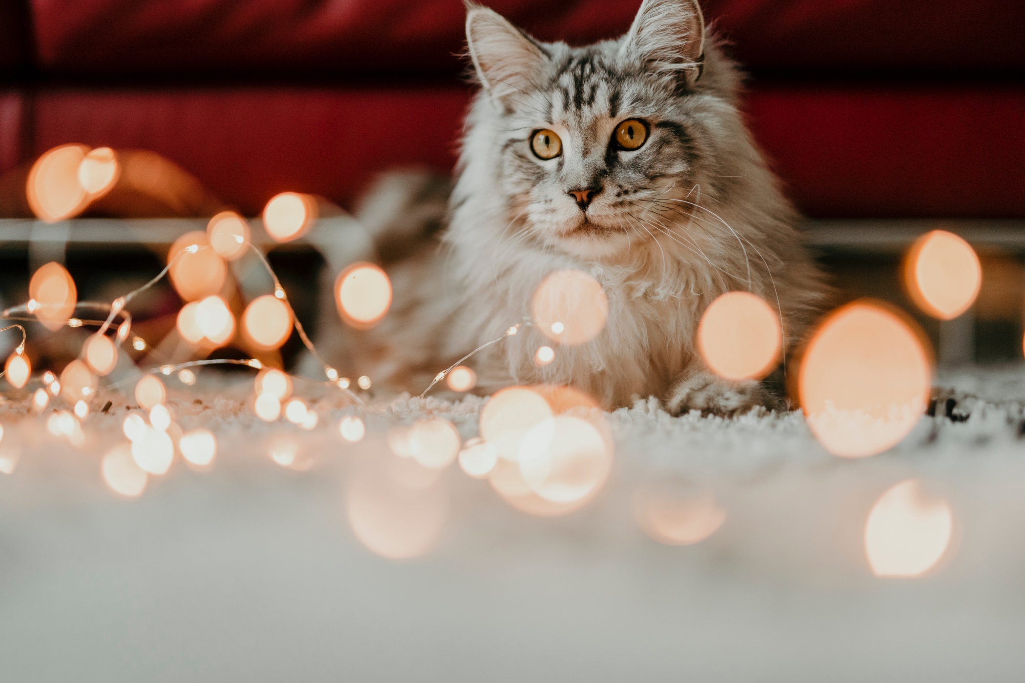 Je kat en je kerstboom