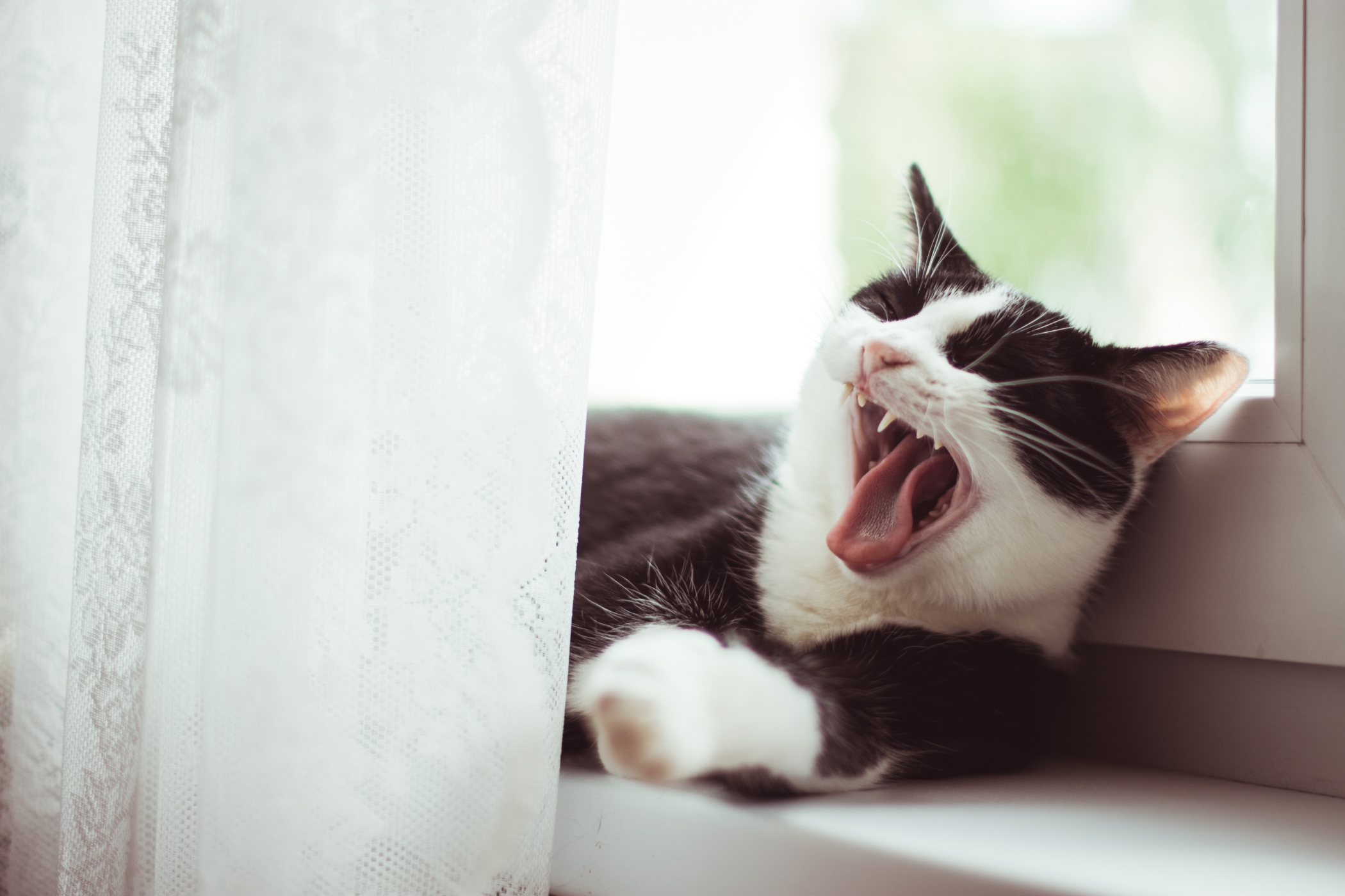 Help mijn kat bijt uit het niets