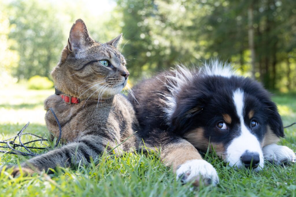 7 tips voor een betere relatie tussen hond en kat