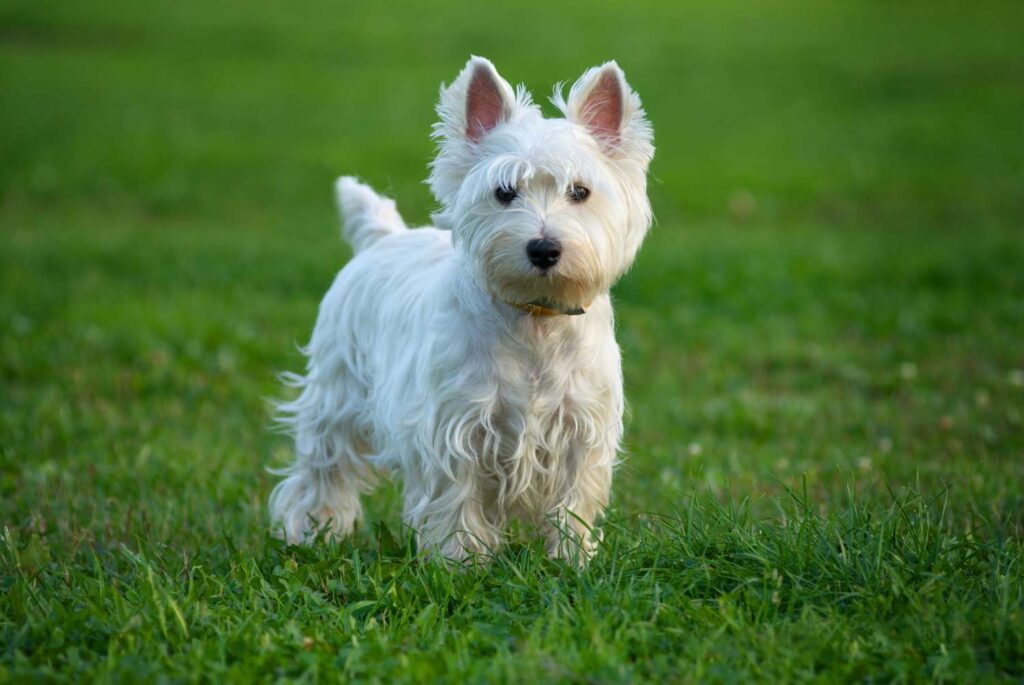 Blog voor Floc Rescue