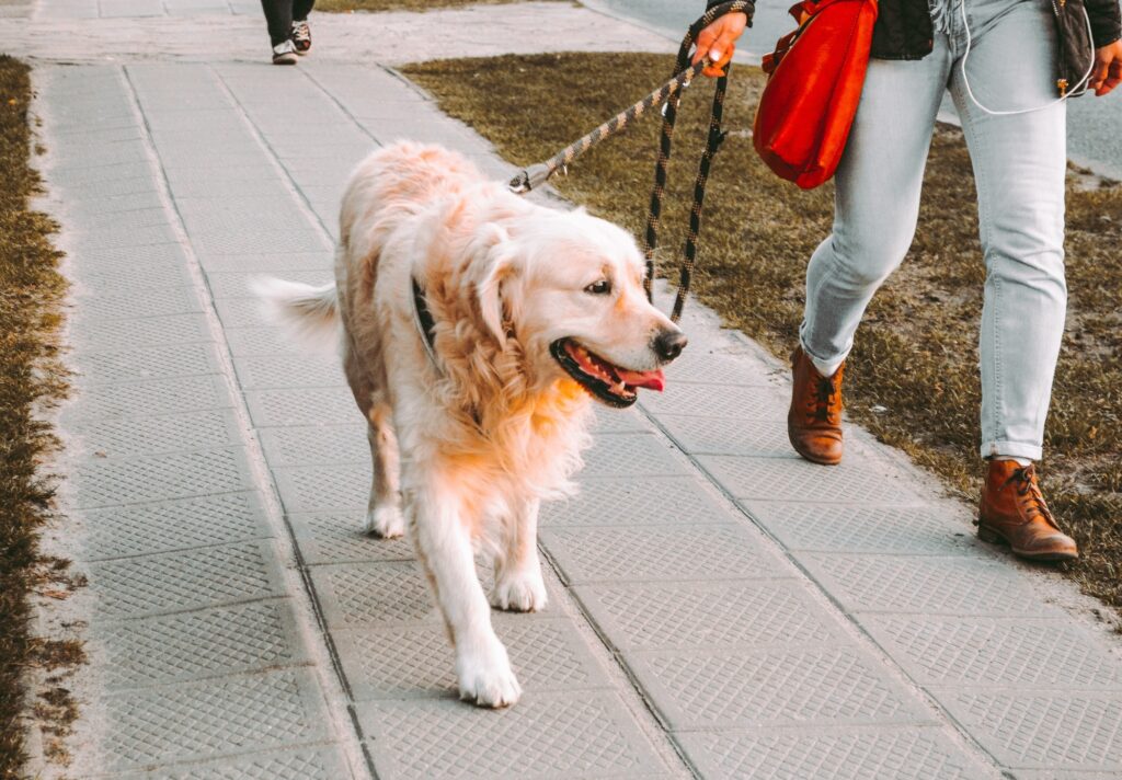 Waarom vertoont je hond plots gedragsproblemen