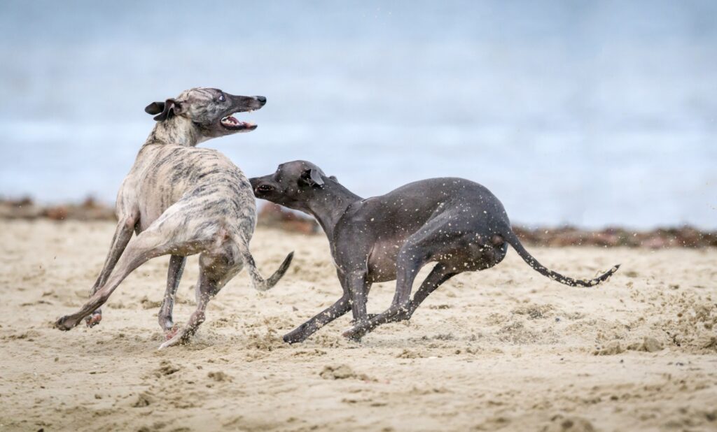 Wat zijn reactieve honden en management
