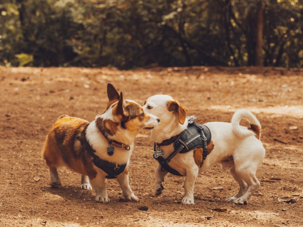 Kan je je hond z'n reactiviteit afleren of oplossen?