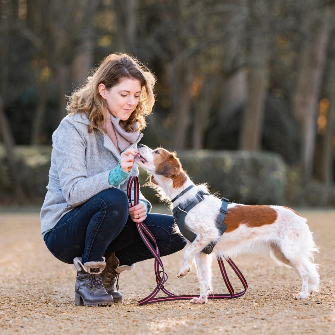 Relaxing & Training Reactivity Paws In Touch