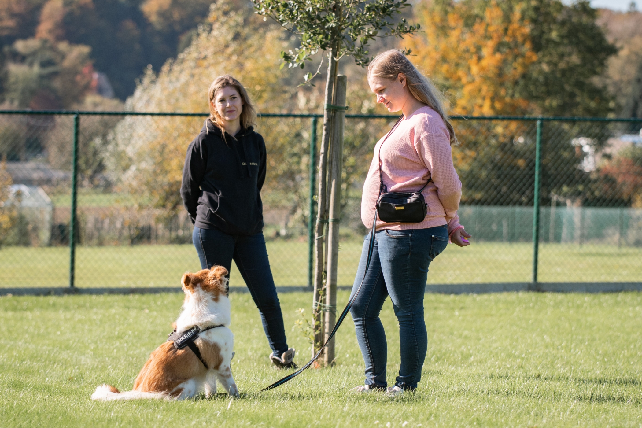 Relaxing & Training Reactivity Paws In Touch