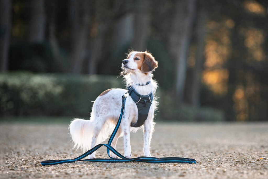 VIP programma Paws In Touch