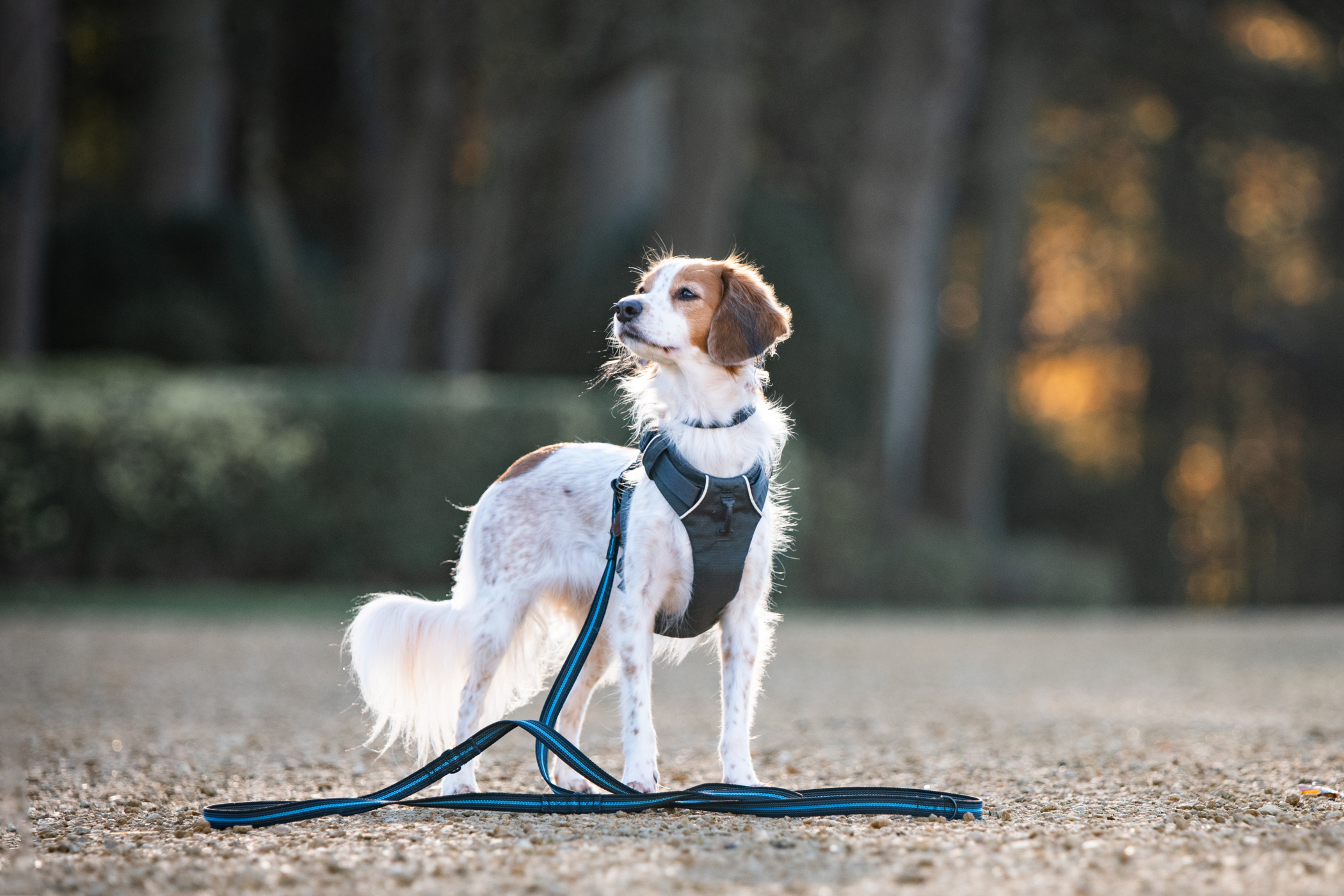 VIP programma Paws In Touch