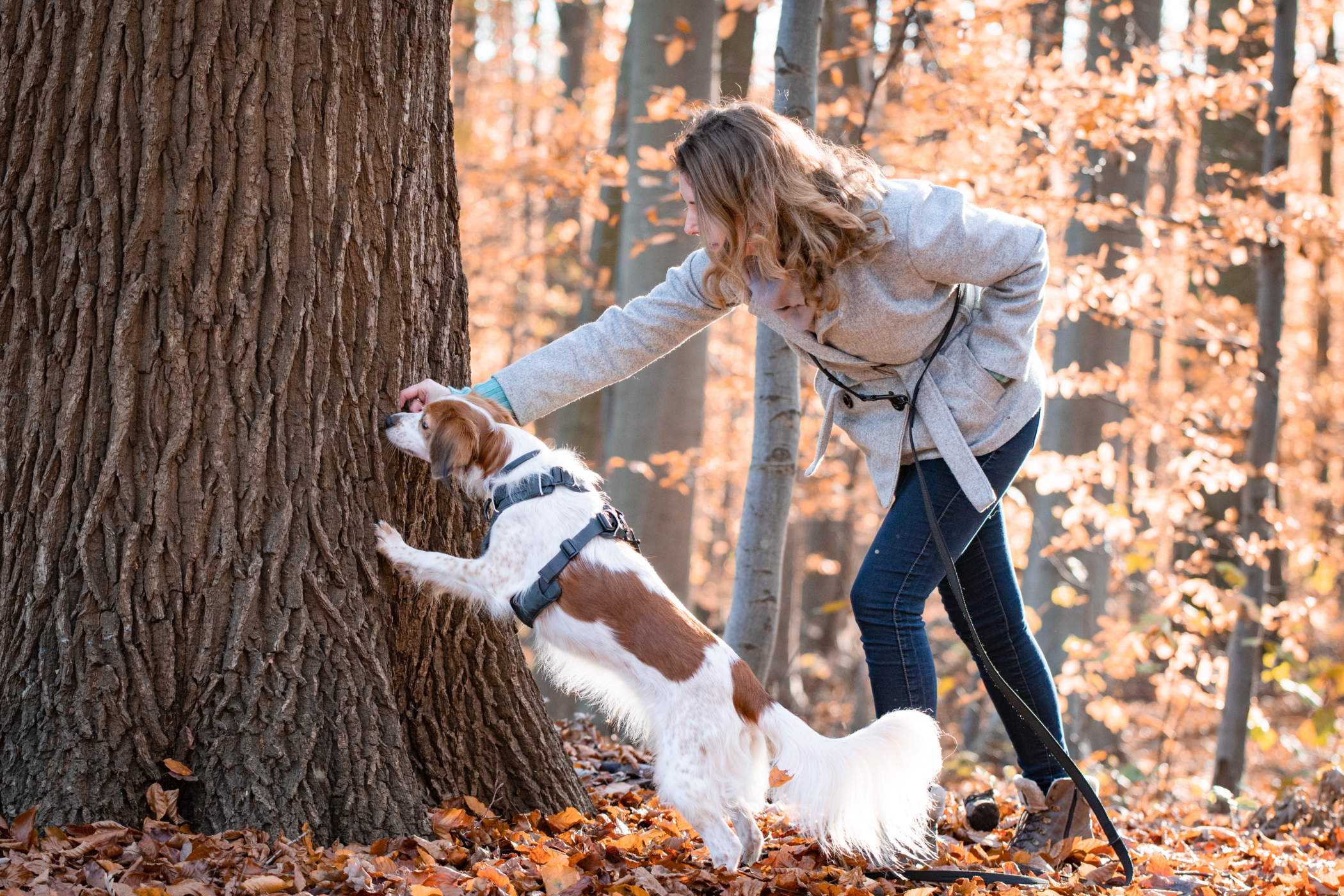 Paws in Business - Membership