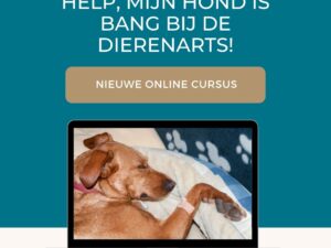 Help, mijn hond is bang voor de dierenarts!