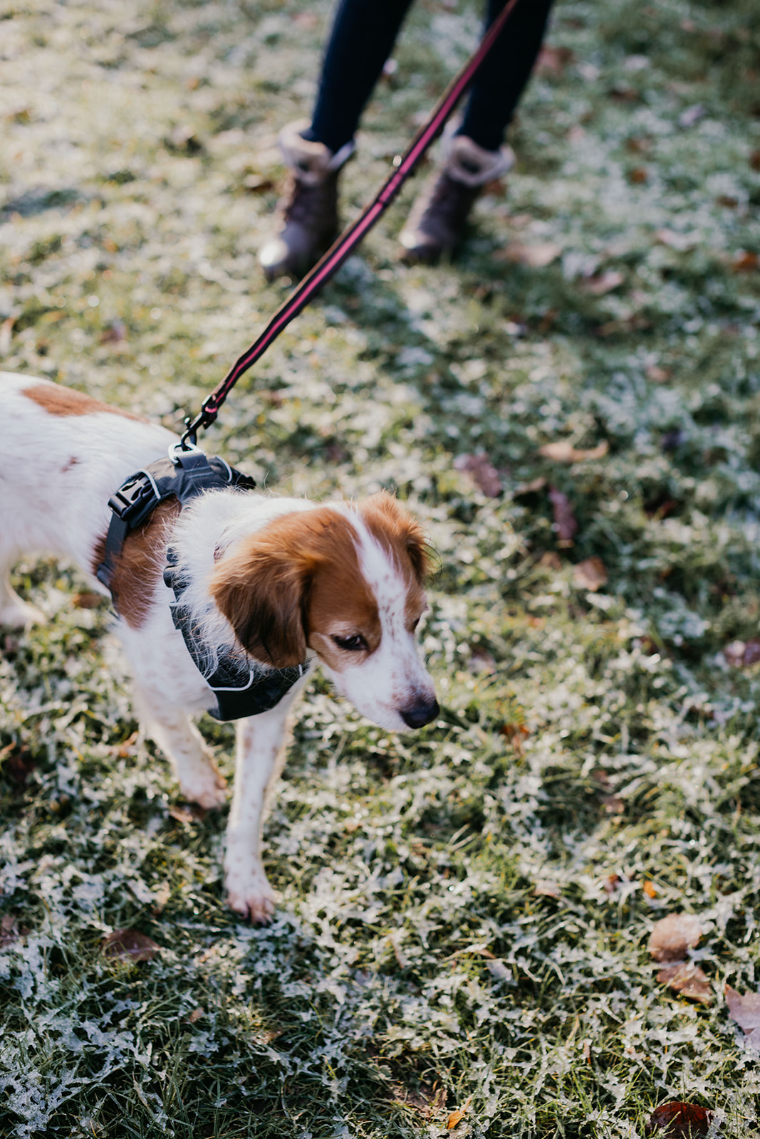 Hoe kan je pijn bij je hond herkennen? Online cursus Paws in Touch