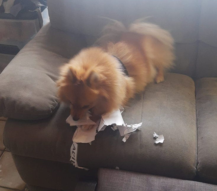 Bo met Torvi