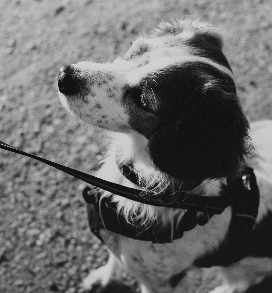 Opleidingen Paws In Touch Daniëlla