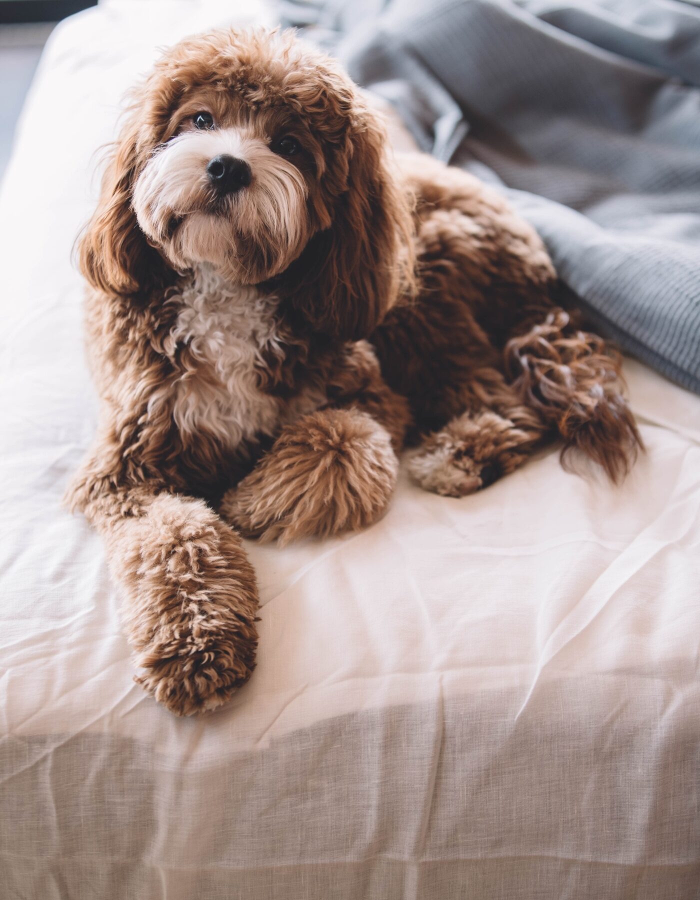 Relaxing en training reactivity paws in touch online cursus