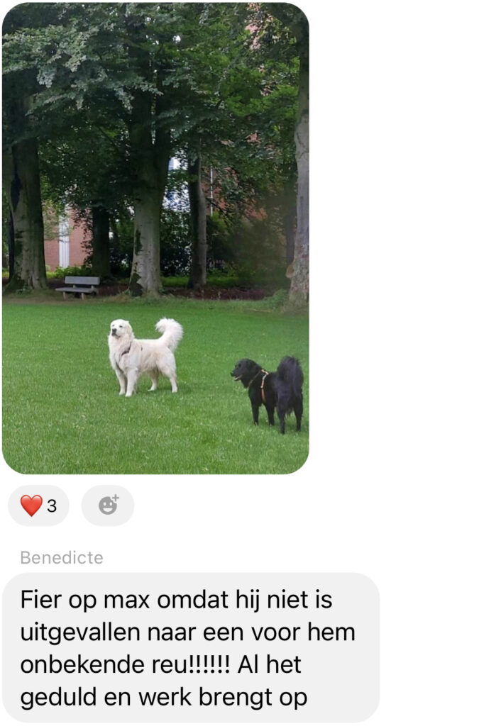 Ervaring Reactieve hond - gedragsbegeleiding